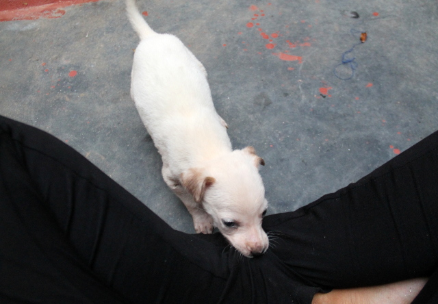 Oli mahtavaa kun pentu ryhtyi ensimmäisen kerran touhukkaaksi ja tekemään pentujen riiviöhommian, kuten pitääkin. 