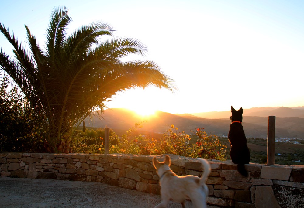 koirat katsovat auringonnousua espanjassa vuoristomaisemassa