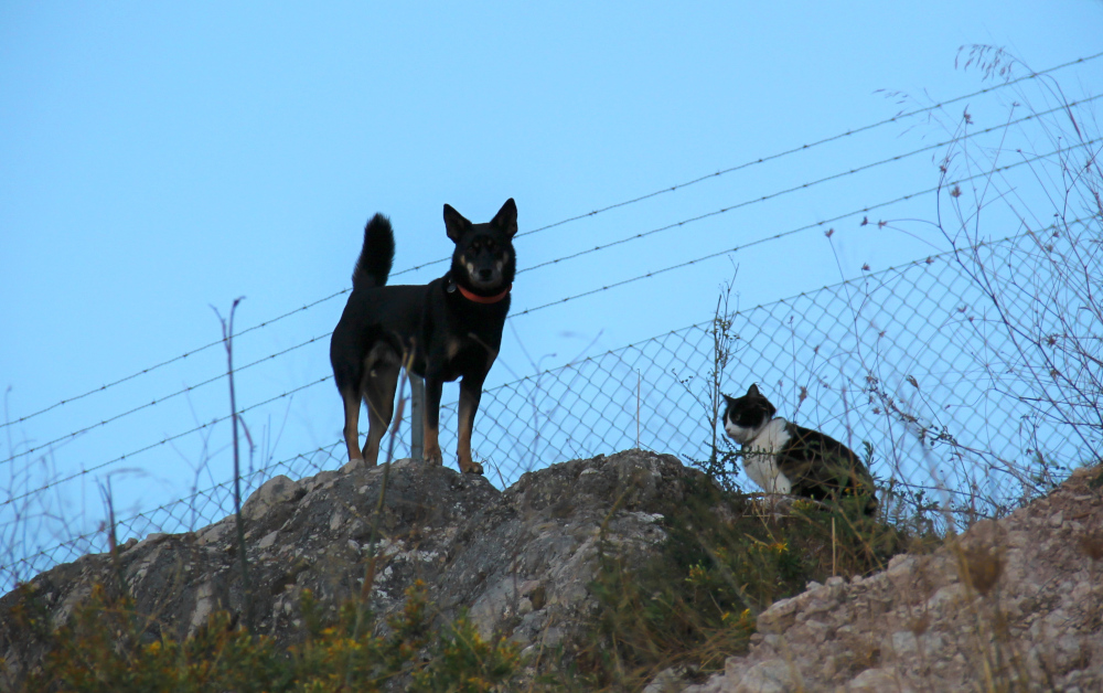 koira ja kissa kalliolla