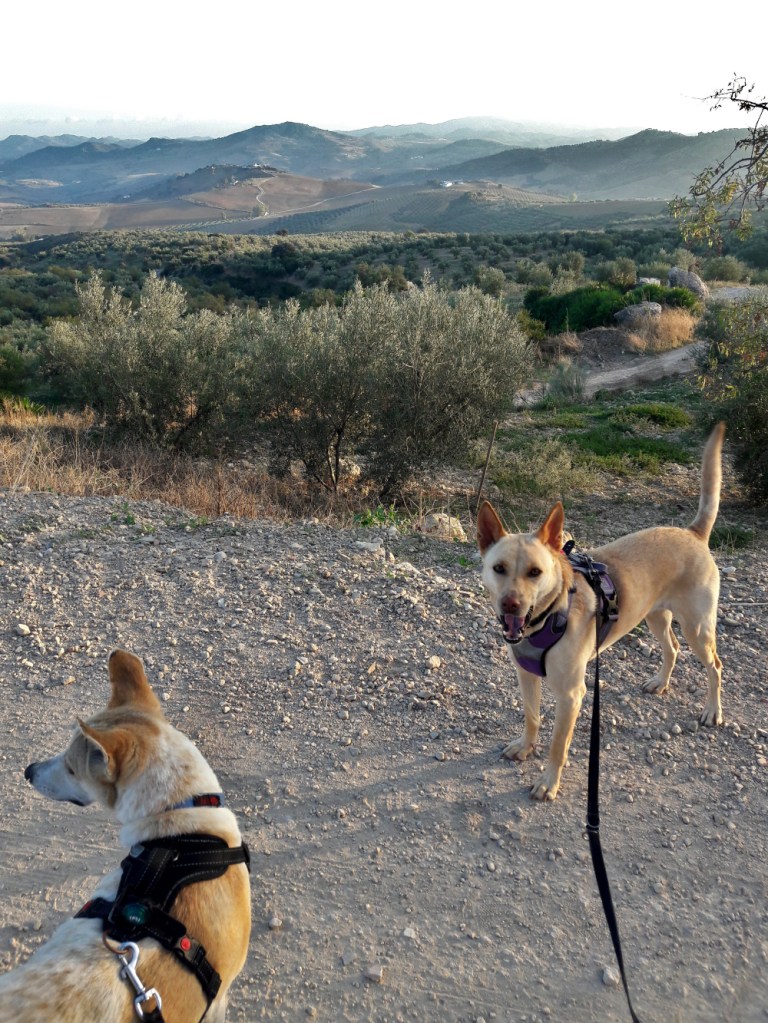 kaksi koiraa kylätiellä espanjan maaseudulla