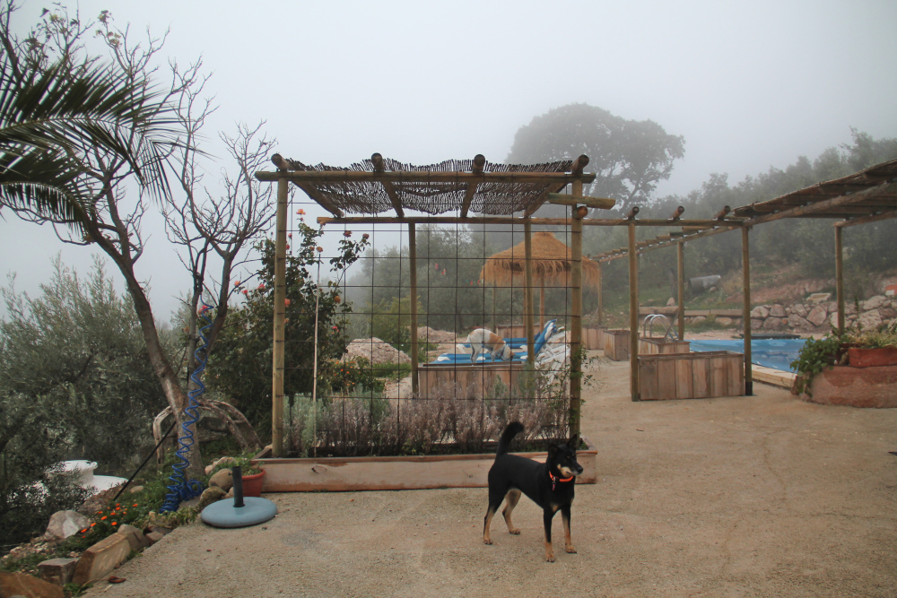 musta koira seisoo pihalla espanjassa