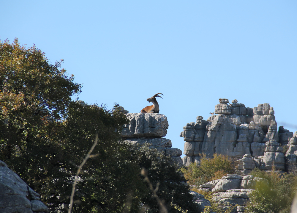 vuorikauris el torcal espanja