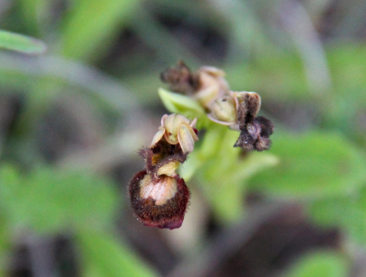 karvainen orho orkidea espanja