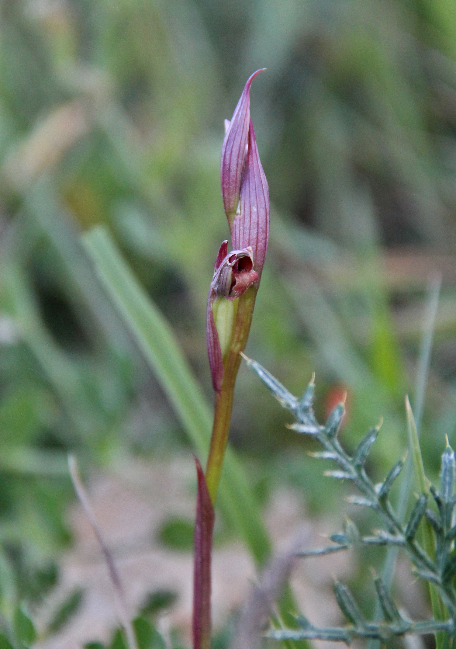 purppura orkidea espanja