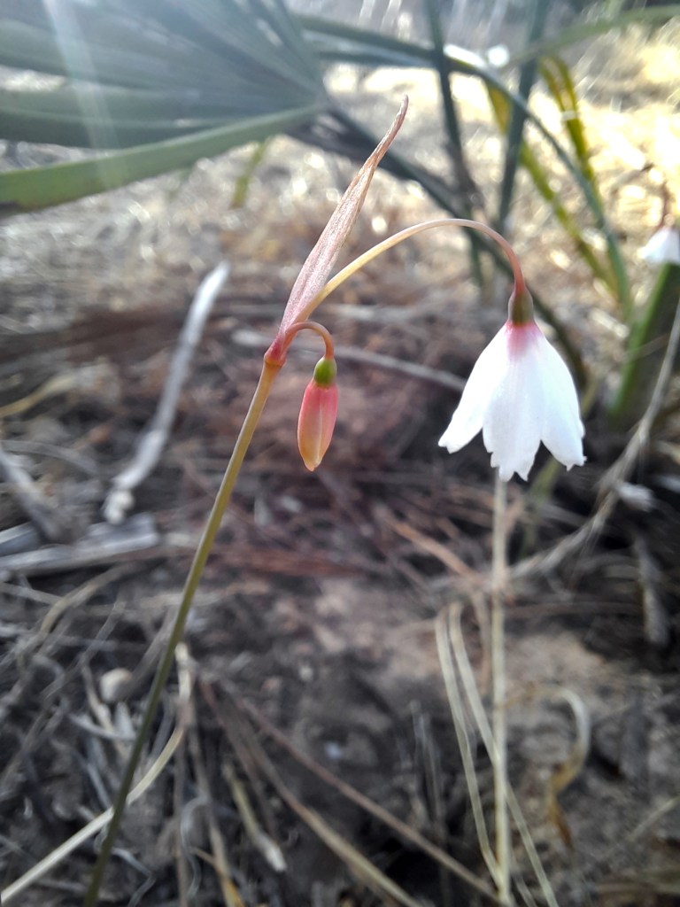 Acis autumnalis espanjan kukat