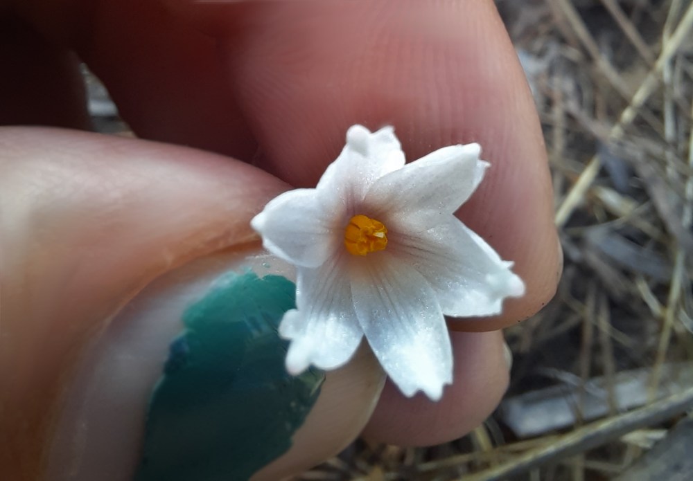 Acis autumnalis kukka espanja